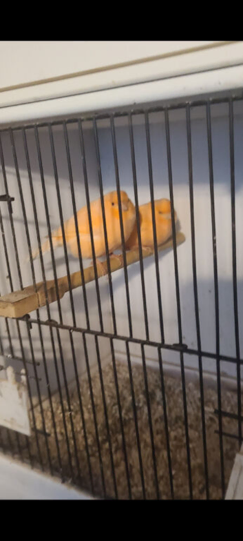 Pair of ivory canaries