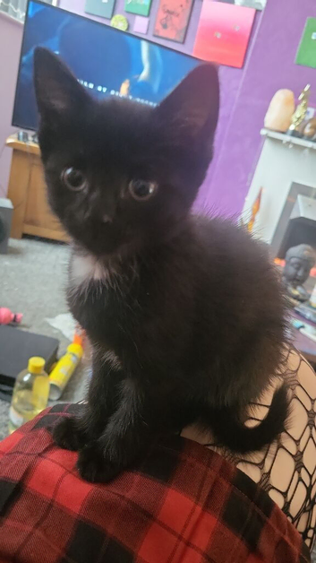 Black kitten for sale