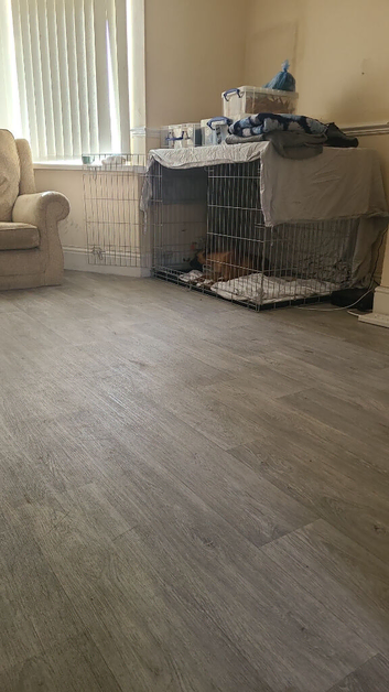 Roxy  Belgium malinois cross duch Shepherd