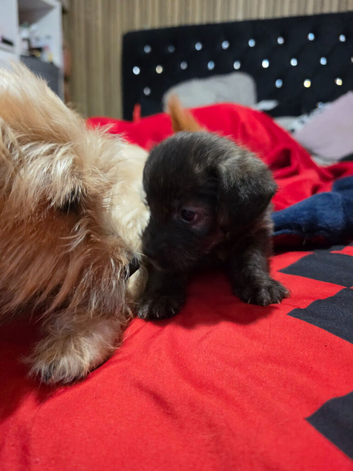 Shih-tzu x yorkie x Jacapoo puppies