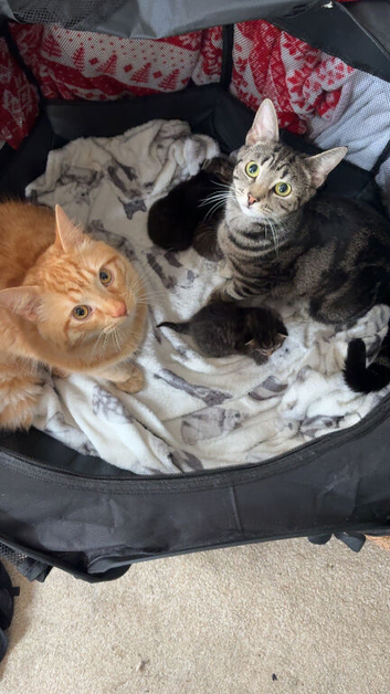 Kittens last 2