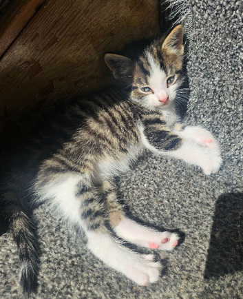 Kittens - ready 11th June