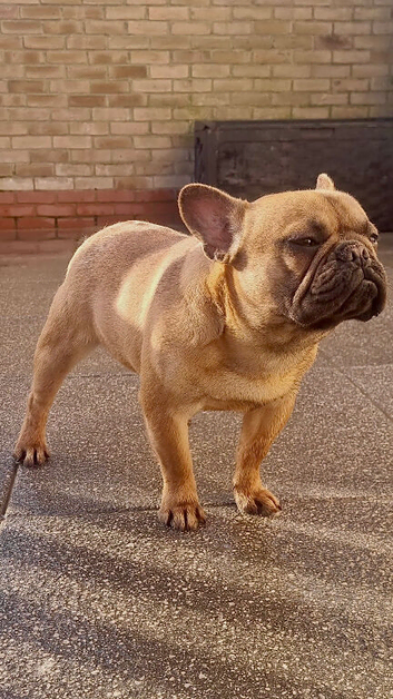 MALE KC RED FAWN FRENCH BULLDOG