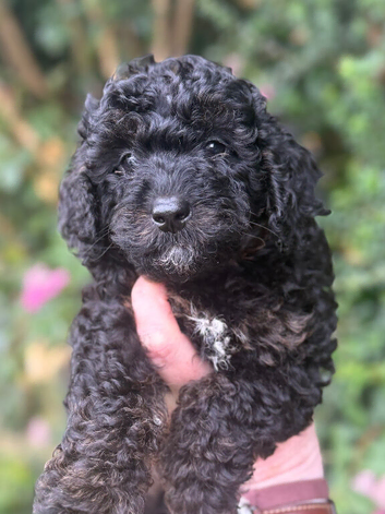 Cavapoo curly wurly puppies 5 * Council reg&rsquo;d