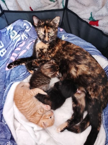 2 beautiful kittens
