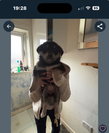 German shepherd /husky
