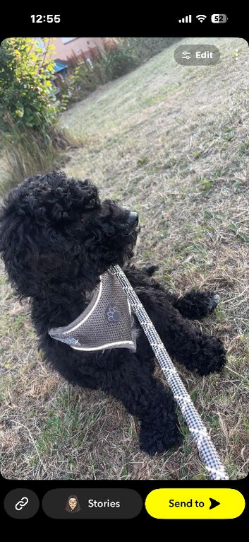 Male cockerpoo