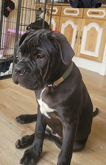 Male cane corso
