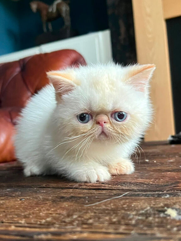 Colourpoint Exotic Kittens for sale
