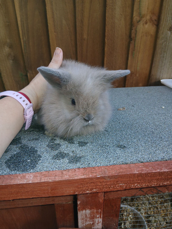 For sale lionheads x flop
