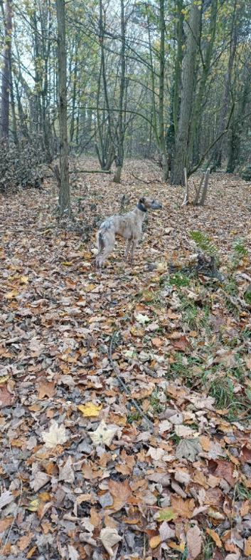 Lurcher