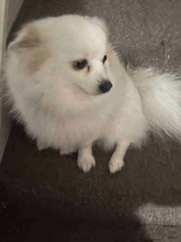 fluffy boy