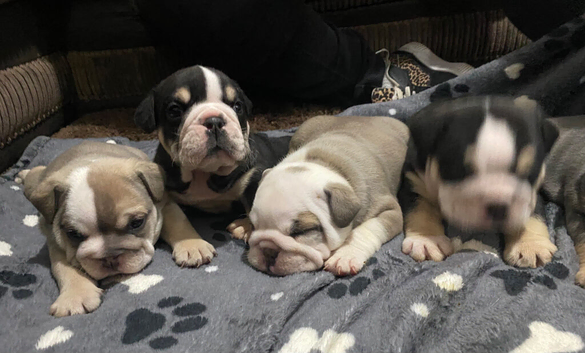 Beautiful kc English bulldogs