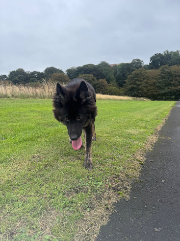 10 month old german shepherd cross akita