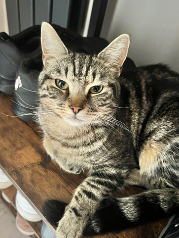 Male tabby cat for sale