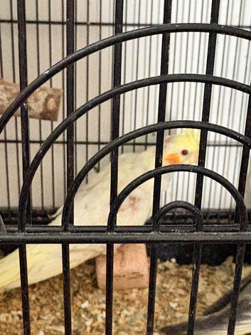 Baby cockatiels for sale.
