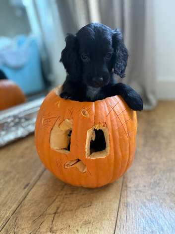 Beautiful Cockapoo puppies