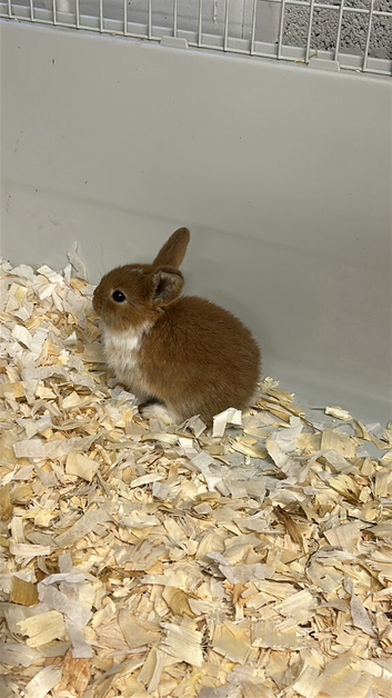 Newborn mini lops to reserve