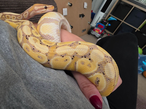 Male Banana Royal Python