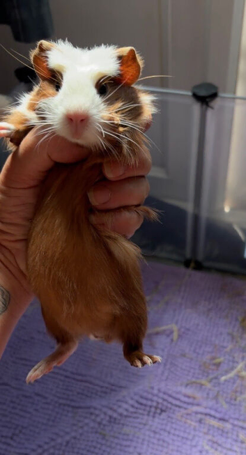Two male guinea pigs