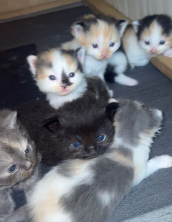 Ragdoll x Norwegian forest kittens