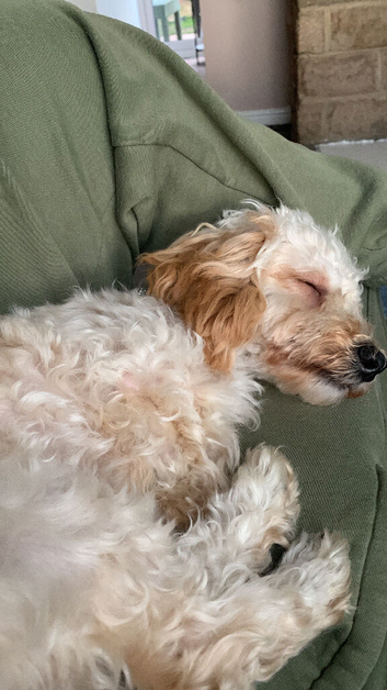 7month old miniature poodle x miniature dachshund boy
