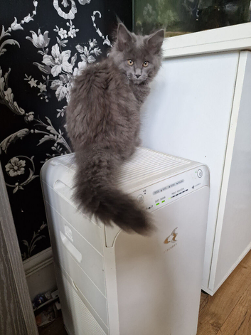 Pedigree maine coon kittens