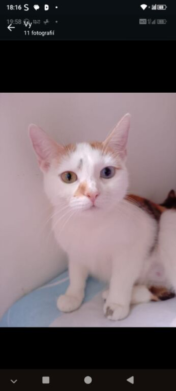 Kittens for rehome