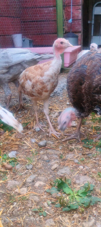 Turkey poults royal palm bourbon red Norfolk bronze and Norfolk black