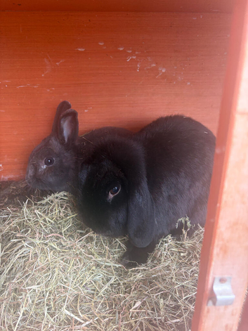 Two rabbits
