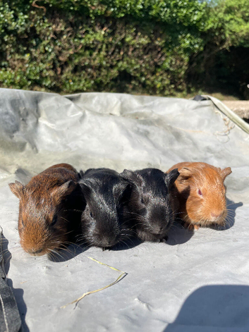3 teddy x baby boars