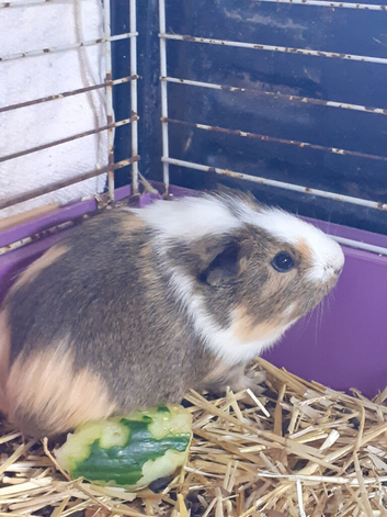 2 baby boy guinea pigs