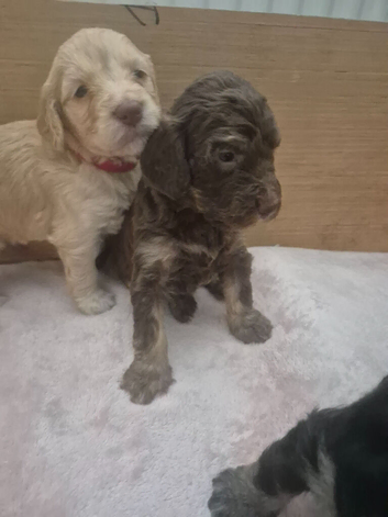 7 gorgeous double doodle puppies