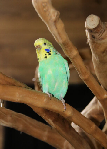 Budgies Pairs available &pound;65 a pair,15