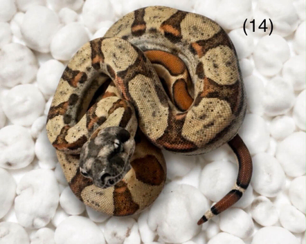 Beautiful Boa&rsquo;s for sale
