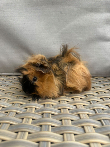 1 left.  Lovely pretty female baby guinea pigs.