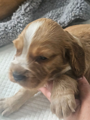 Full breed cocker spaniel