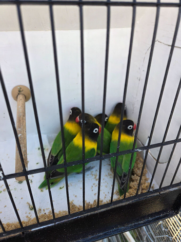 Black masked lovebirds