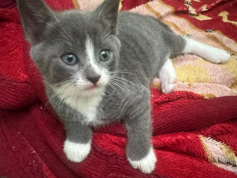 Grey and white kitten