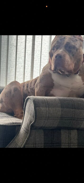 Absolutely stunning (standard) bully for sale