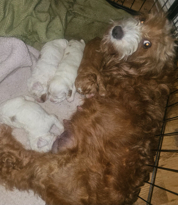 Four Beautiful F2 Cockapoo Puppies