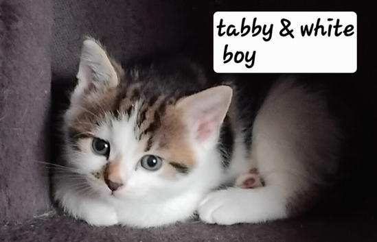 Kitten for sale &pound;100. Each