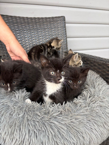 6 little kittens looking for a loving home