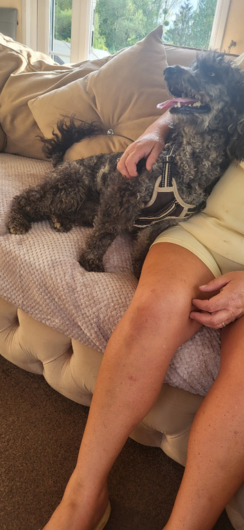 Miniature poodle for stud blue Merle