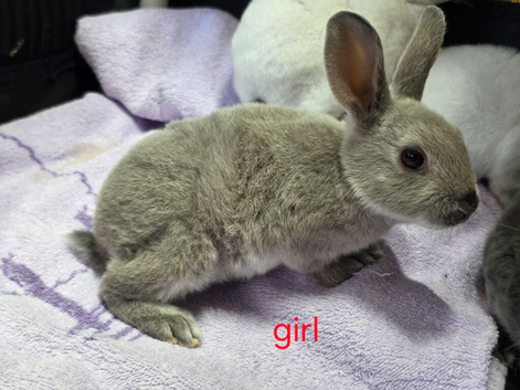 Litter of mini rex rabbits