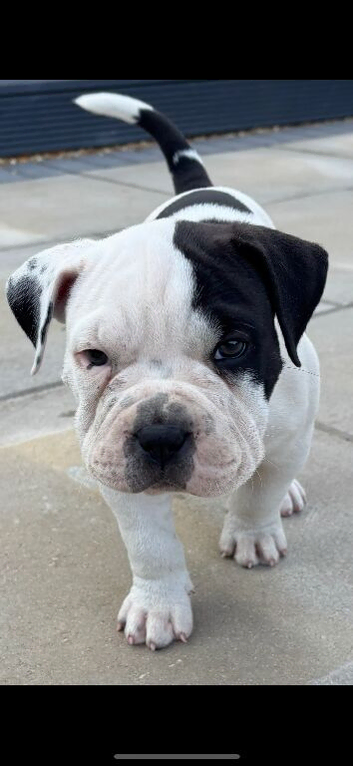 Old tyme x American bulldog pup dog