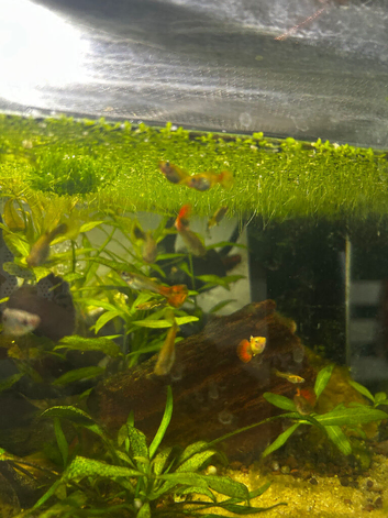 120 days old collection only