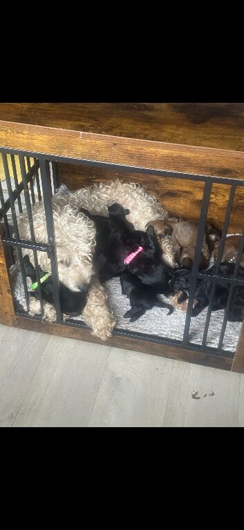 Whoodle puppies for sale