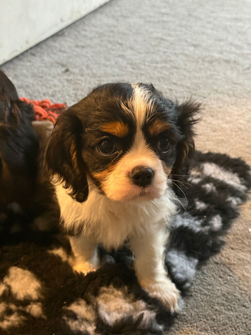 Last few left - Beautiful Cavalier Pups ️