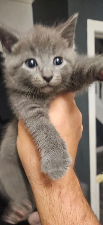 2 grey boys